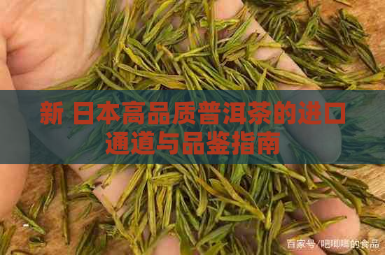 新 高品质普洱茶的进口通道与品鉴指南