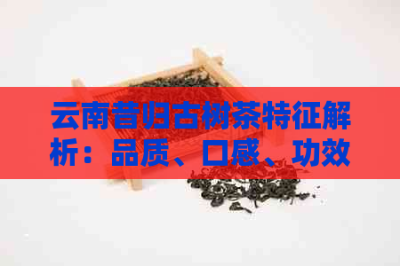 云南昔归古树茶特征解析：品质、口感、功效与选购指南