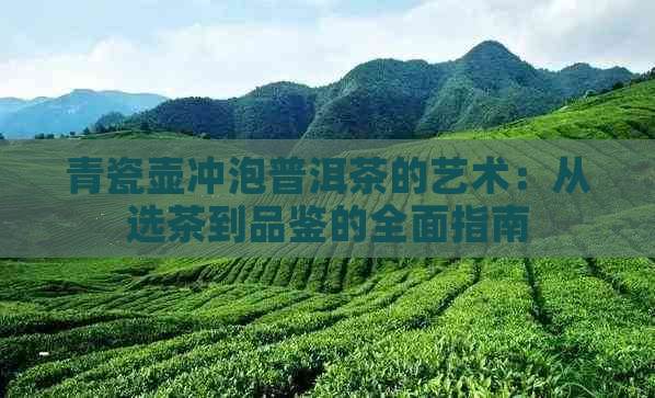 青瓷壶冲泡普洱茶的艺术：从选茶到品鉴的全面指南