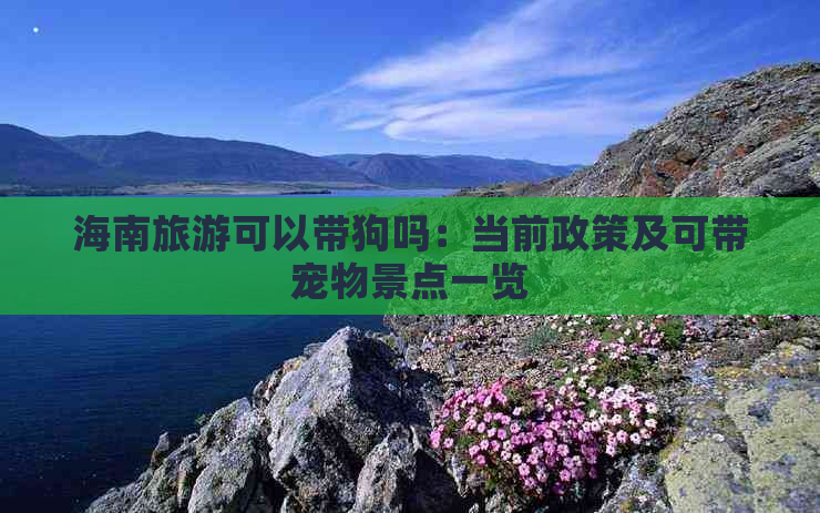 海南旅游可以带狗吗：当前政策及可带宠物景点一览