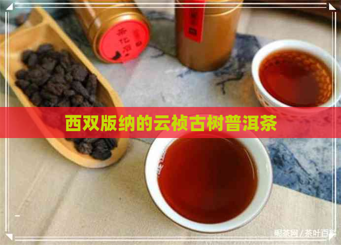 西双版纳的云祯古树普洱茶