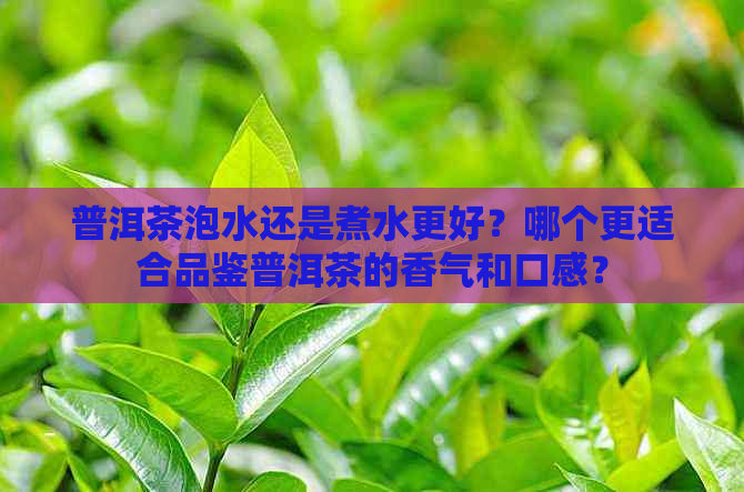 普洱茶泡水还是煮水更好？哪个更适合品鉴普洱茶的香气和口感？