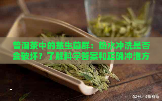 普洱茶中的益生菌群：热水冲洗是否会破坏？了解科学答案和正确冲泡方法