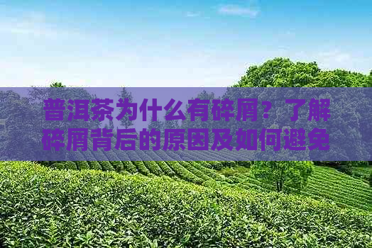 普洱茶为什么有碎屑？了解碎屑背后的原因及如何避免