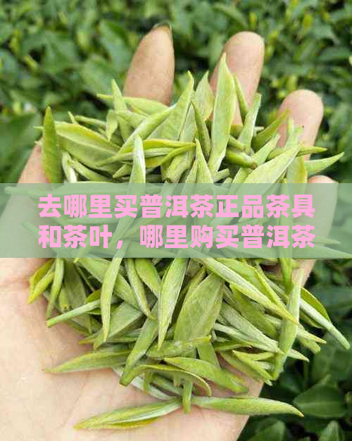 去哪里买普洱茶正品茶具和茶叶，哪里购买普洱茶品质？