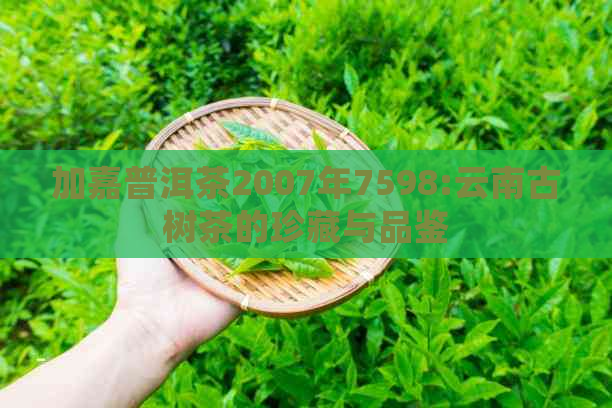 加嘉普洱茶2007年7598:云南古树茶的珍藏与品鉴