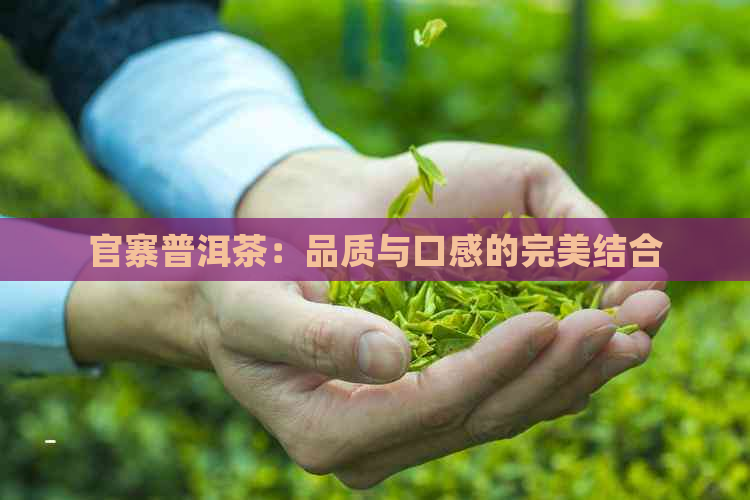 官寨普洱茶：品质与口感的完美结合