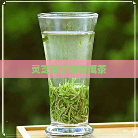 灵芝孢子加普洱茶