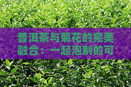 普洱茶与菊花的完美融合：一起泡制的可能性和效果探讨