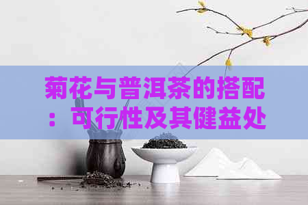 菊花与普洱茶的搭配：可行性及其健益处详解