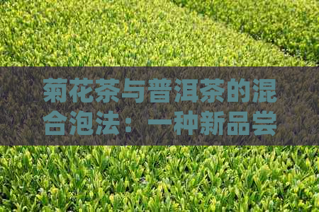 菊花茶与普洱茶的混合泡法：一种新品尝体验