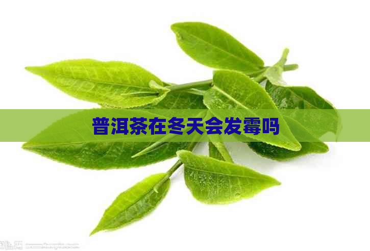 普洱茶在冬天会发霉吗