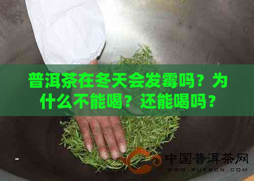 普洱茶在冬天会发霉吗？为什么不能喝？还能喝吗？