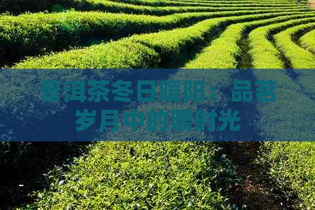 普洱茶冬日暖阳：品茗岁月中的暖时光