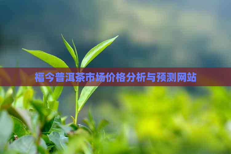 福今普洱茶市场价格分析与预测网站