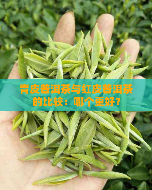 青皮普洱茶与红皮普洱茶的比较：哪个更好？