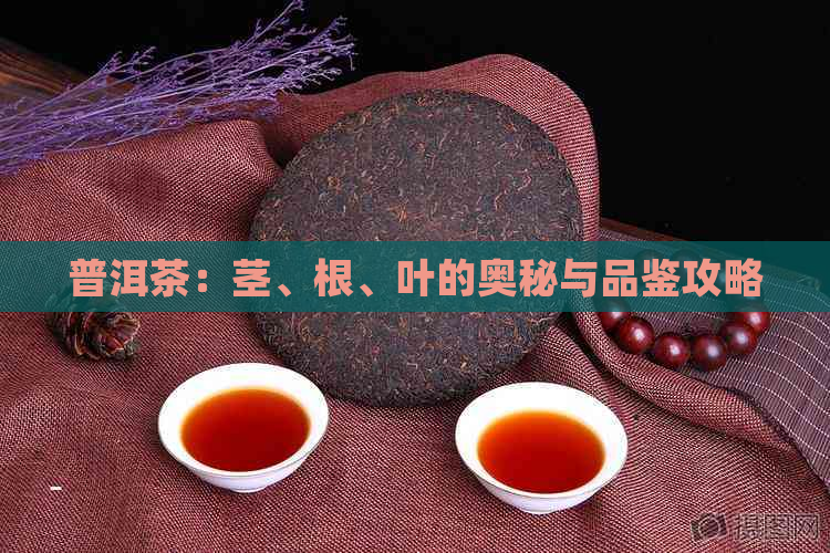 普洱茶：茎、根、叶的奥秘与品鉴攻略