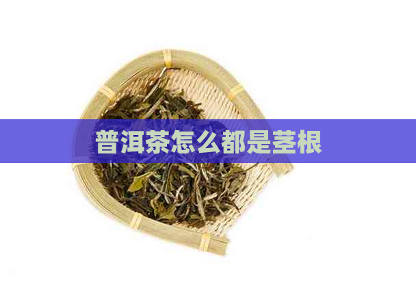 普洱茶怎么都是茎根