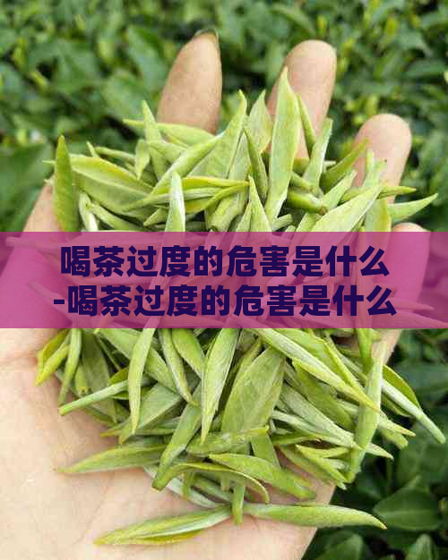 喝茶过度的危害是什么-喝茶过度的危害是什么呢