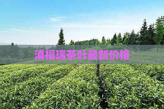 滇福瑞茶叶最新价格