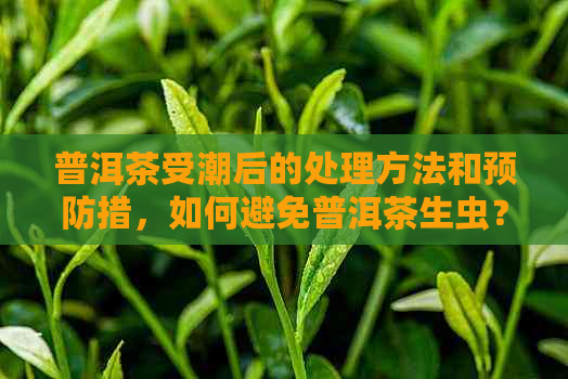 普洱茶受潮后的处理方法和预防措，如何避免普洱茶生虫？