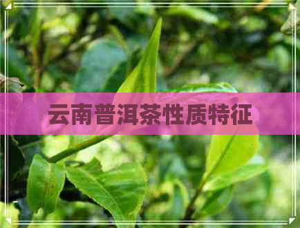 云南普洱茶性质特征