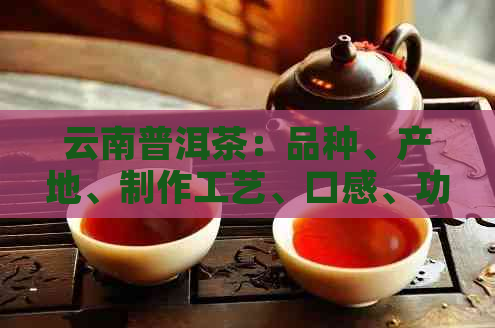 云南普洱茶：品种、产地、制作工艺、口感、功效与选购指南的全面解析