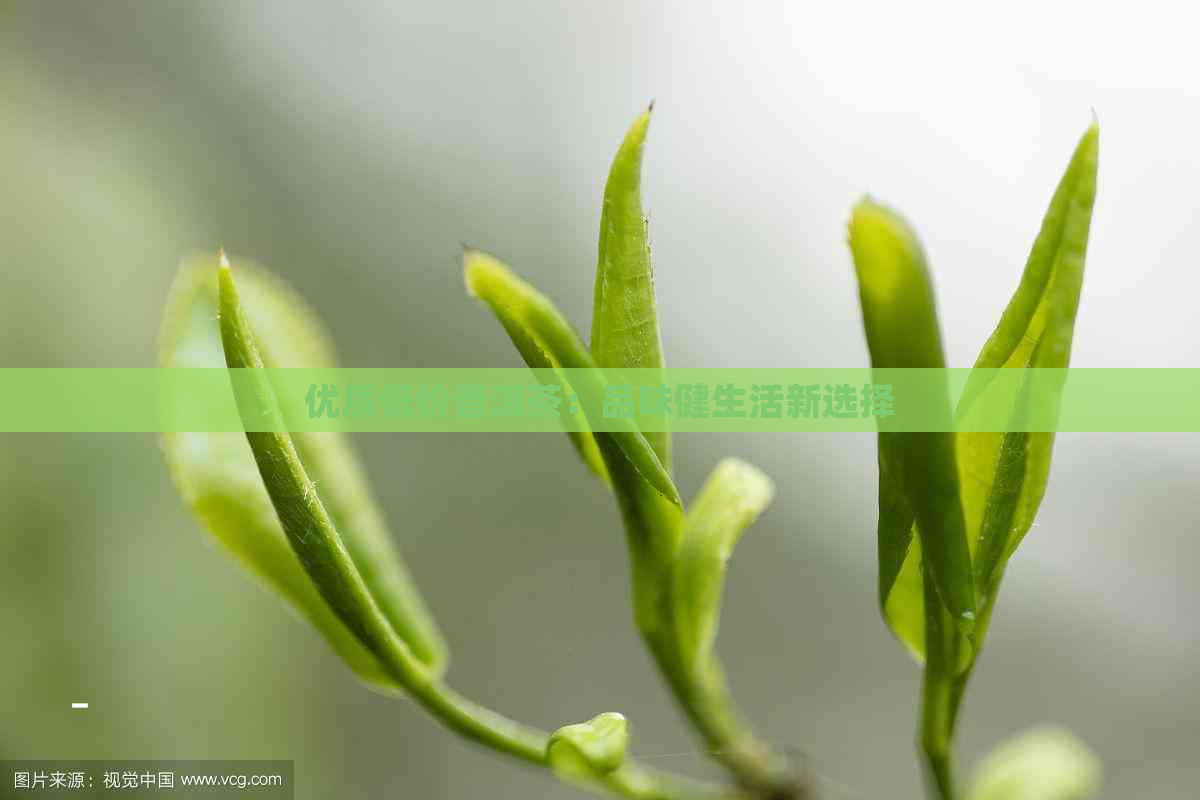 优质低价普洱茶：品味健生活新选择