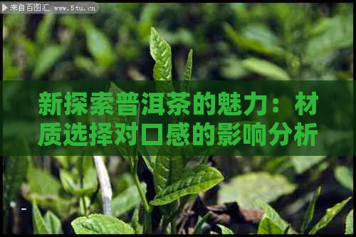 新探索普洱茶的魅力：材质选择对口感的影响分析