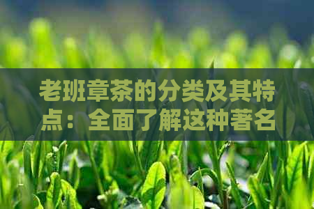 老班章茶的分类及其特点：全面了解这种著名茶叶的不同种类和品质