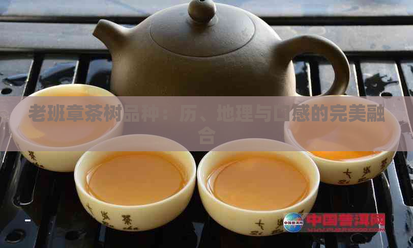 老班章茶树品种：历、地理与口感的完美融合