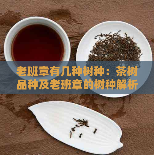 老班章有几种树种：茶树品种及老班章的树种解析