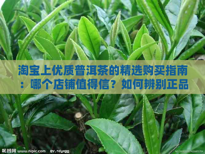 淘宝上优质普洱茶的精选购买指南：哪个店铺值得信？如何辨别正品？