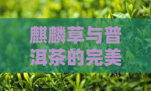 麒麟草与普洱茶的完美融合：中茶独家研制的中茶麒麟草普洱茶