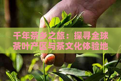 千年茶乡之旅：探寻全球茶叶产区与茶文化体验地