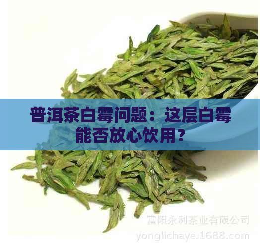 普洱茶白霉问题：这层白霉能否放心饮用？