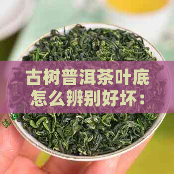 古树普洱茶叶底怎么辨别好坏：特点与挑选技巧