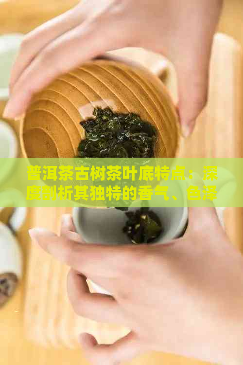 普洱茶古树茶叶底特点：深度剖析其独特的香气、色泽与口感