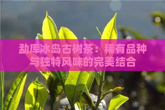 勐库冰岛古树茶：稀有品种与独特风味的完美结合