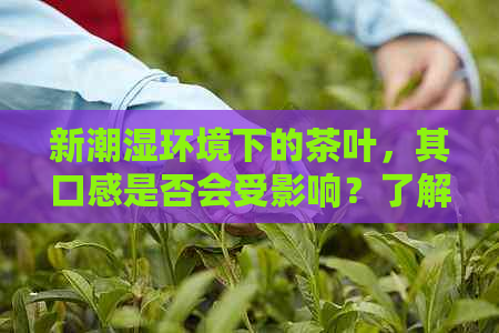 新潮湿环境下的茶叶，其口感是否会受影响？了解茶叶与湿度的关系