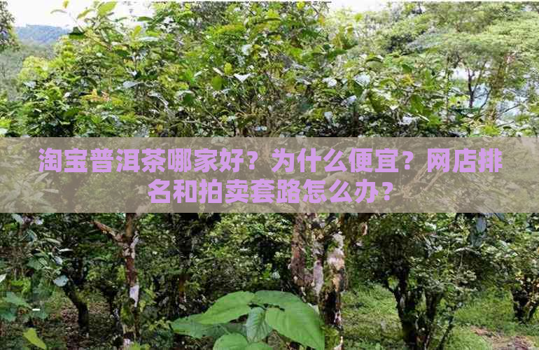 淘宝普洱茶哪家好？为什么便宜？网店排名和拍卖套路怎么办？