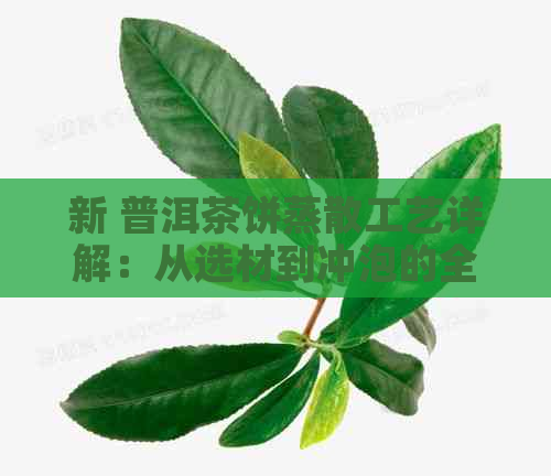 新 普洱茶饼蒸散工艺详解：从选材到冲泡的全方位指南