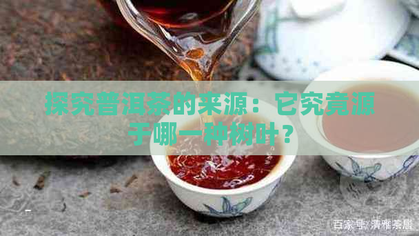 探究普洱茶的来源：它究竟源于哪一种树叶？