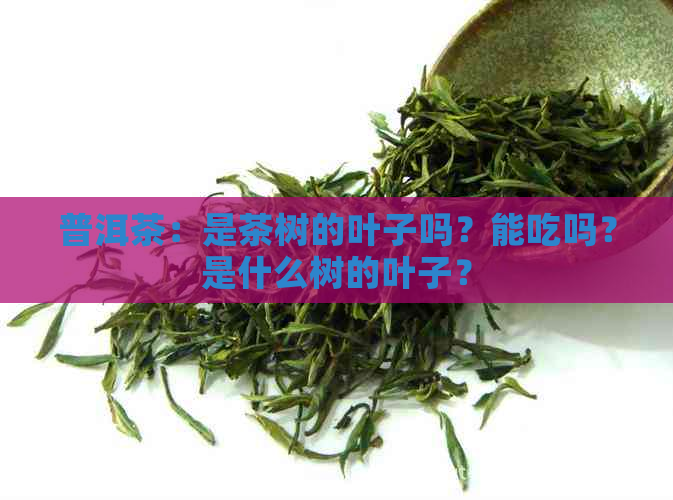 普洱茶：是茶树的叶子吗？能吃吗？是什么树的叶子？