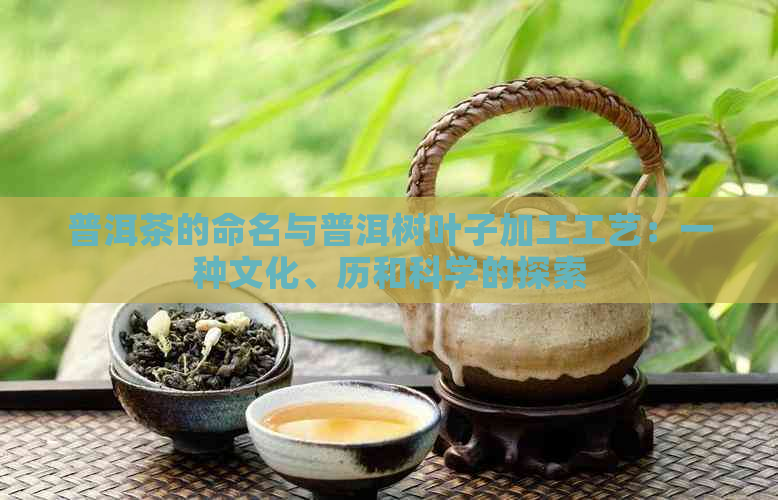 普洱茶的命名与普洱树叶子加工工艺：一种文化、历和科学的探索