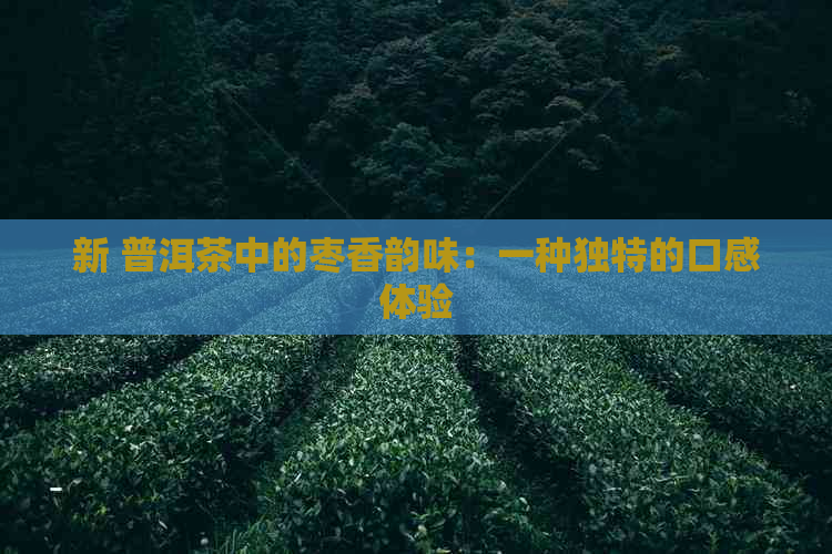 新 普洱茶中的枣香韵味：一种独特的口感体验