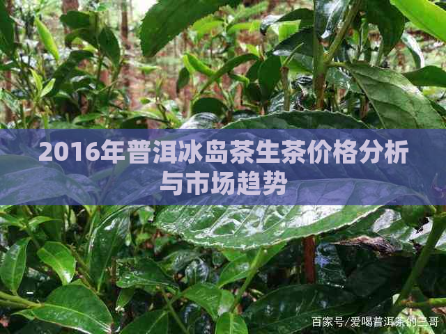 2016年普洱冰岛茶生茶价格分析与市场趋势