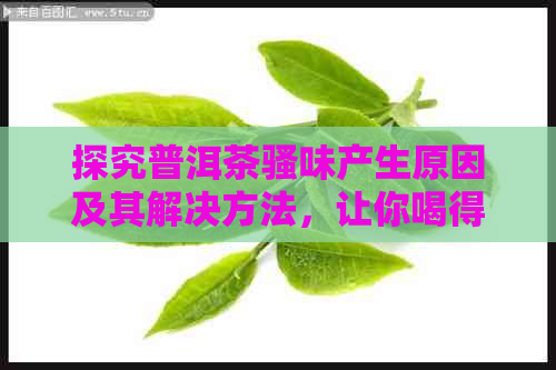 探究普洱茶骚味产生原因及其解决方法，让你喝得更放心