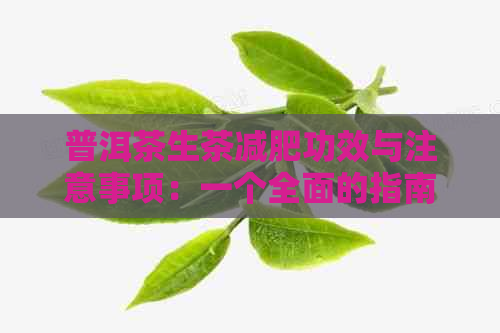 普洱茶生茶减肥功效与注意事项：一个全面的指南