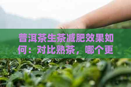 普洱茶生茶减肥效果如何：对比熟茶，哪个更有效？